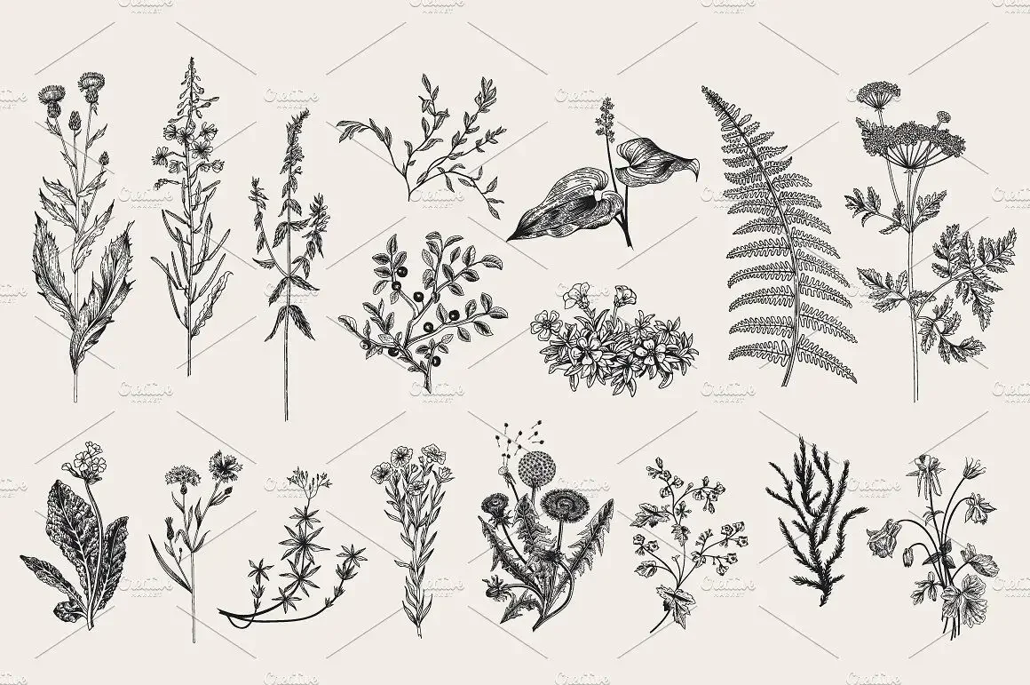 Ботанический скетчинг Суккуленты