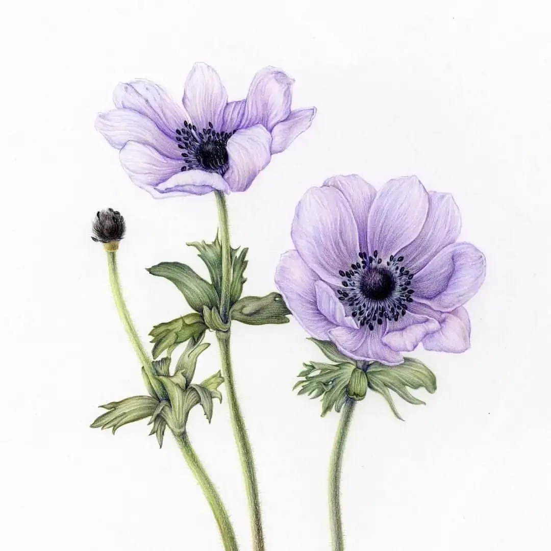 Контурные рисунки цветов Сканди