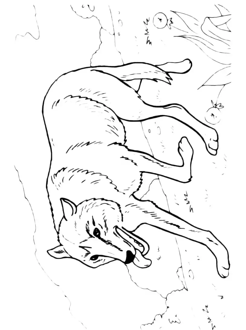 Раскраска волк