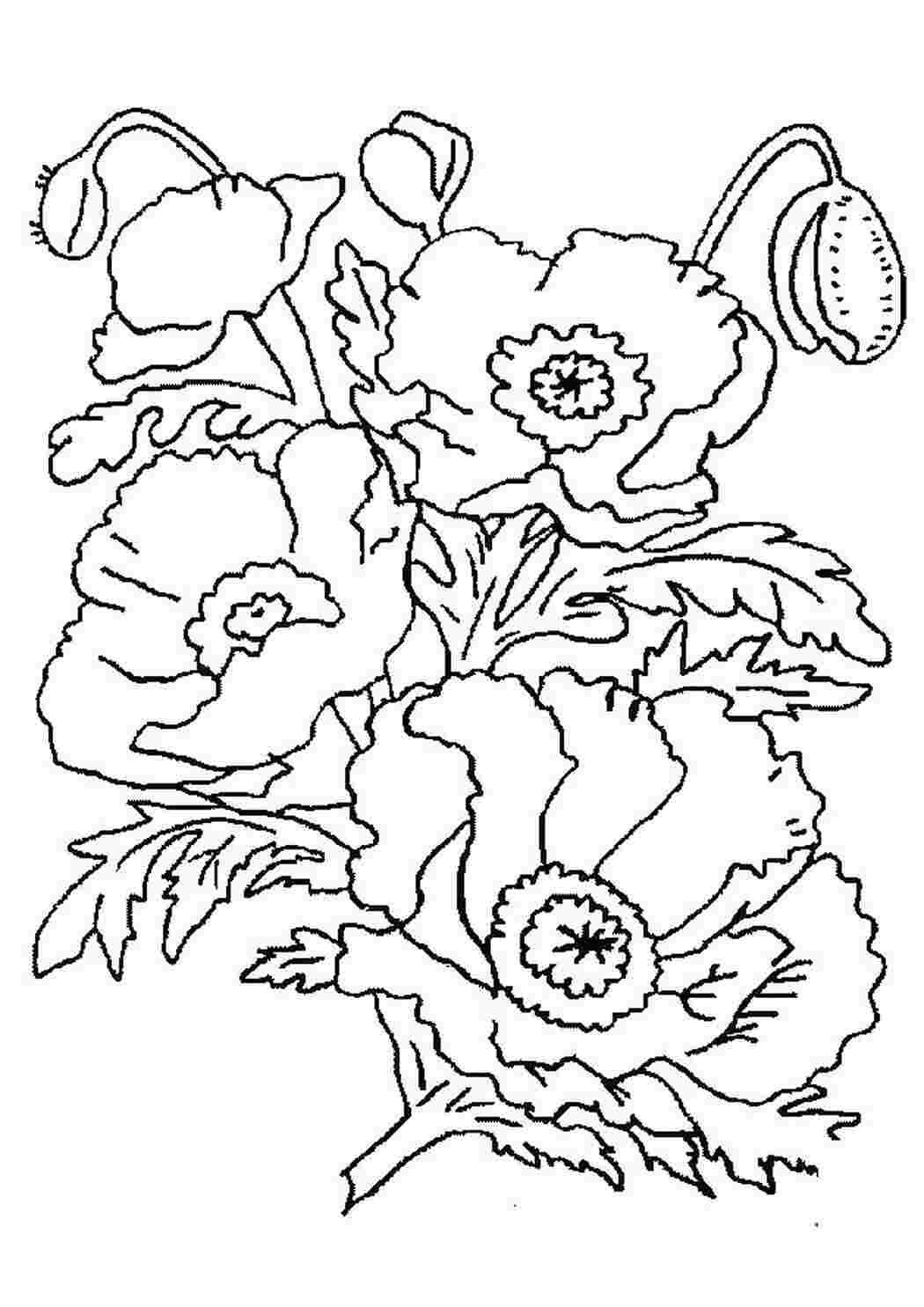 Раскраска "бабочки"