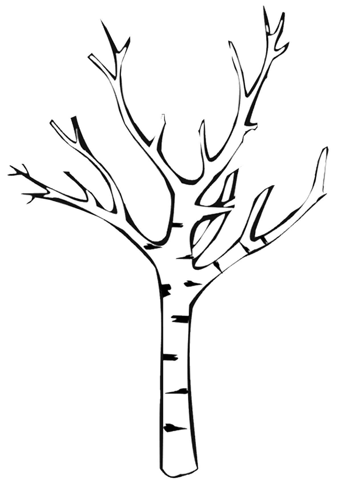 Береза раскраска