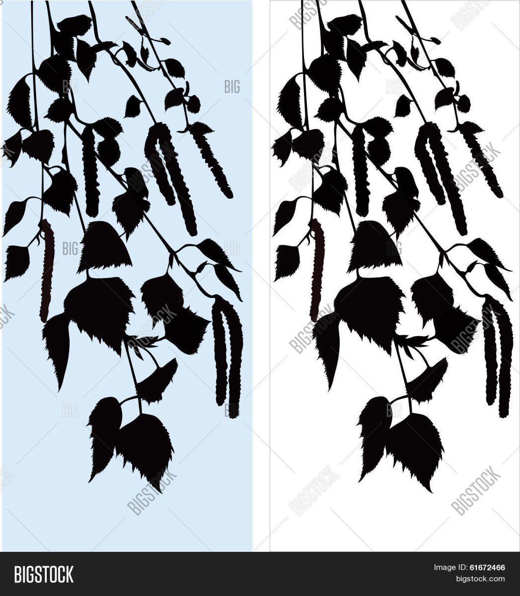 Берёза листья