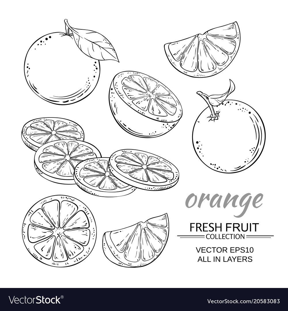 Грейпфрут Графика