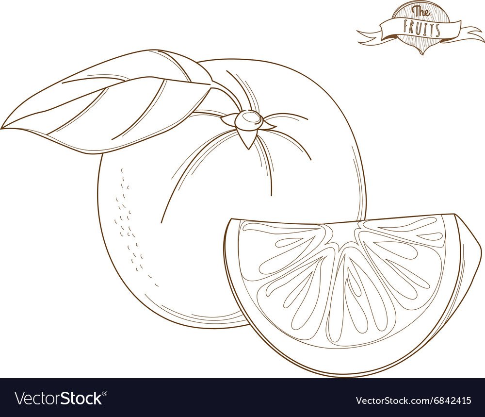 Апельсин для срисовки