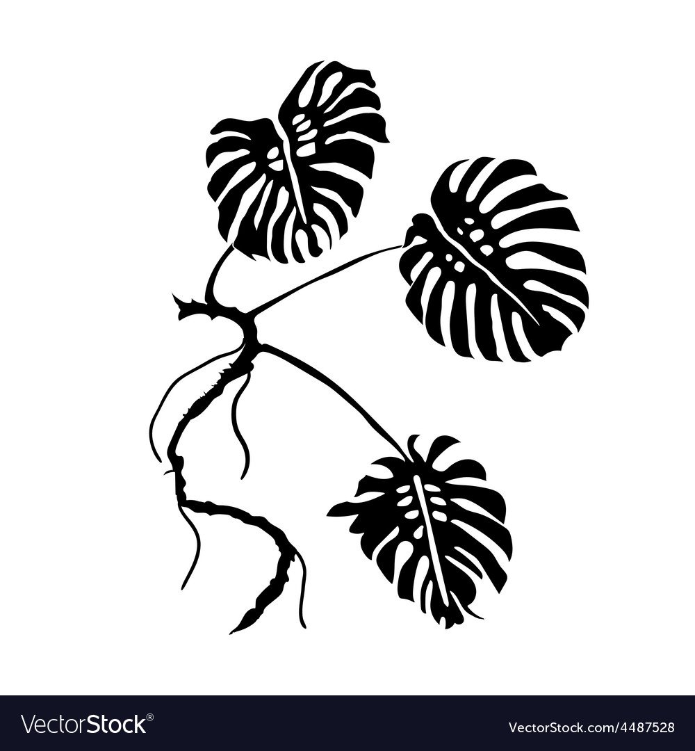 Черный силуэт листья монстеры