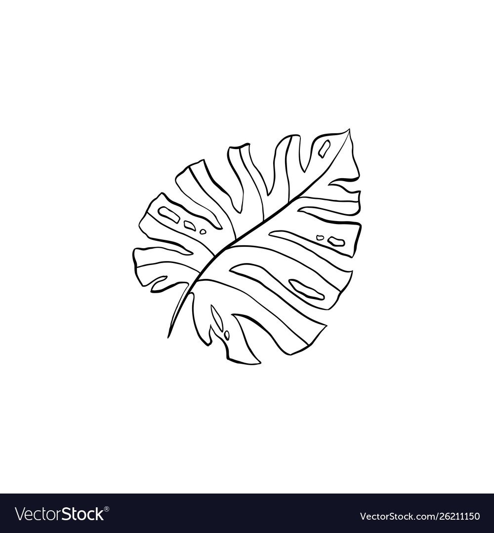 Контур лист монстеры монстеры