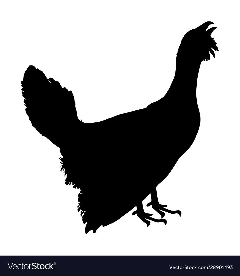 Силуэт глухаря