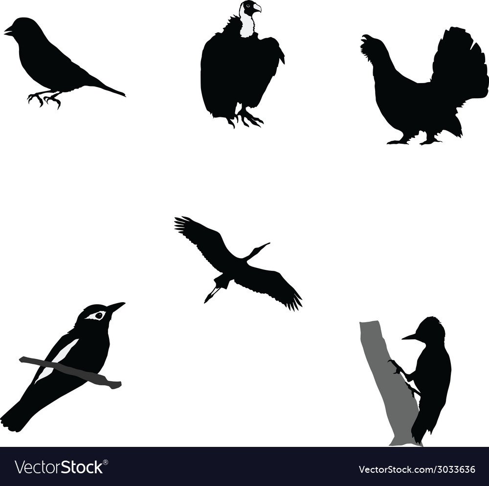 Силуэт глухаря