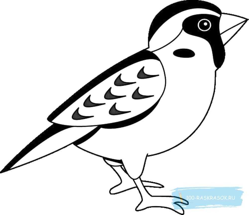 Вытынанка сорока