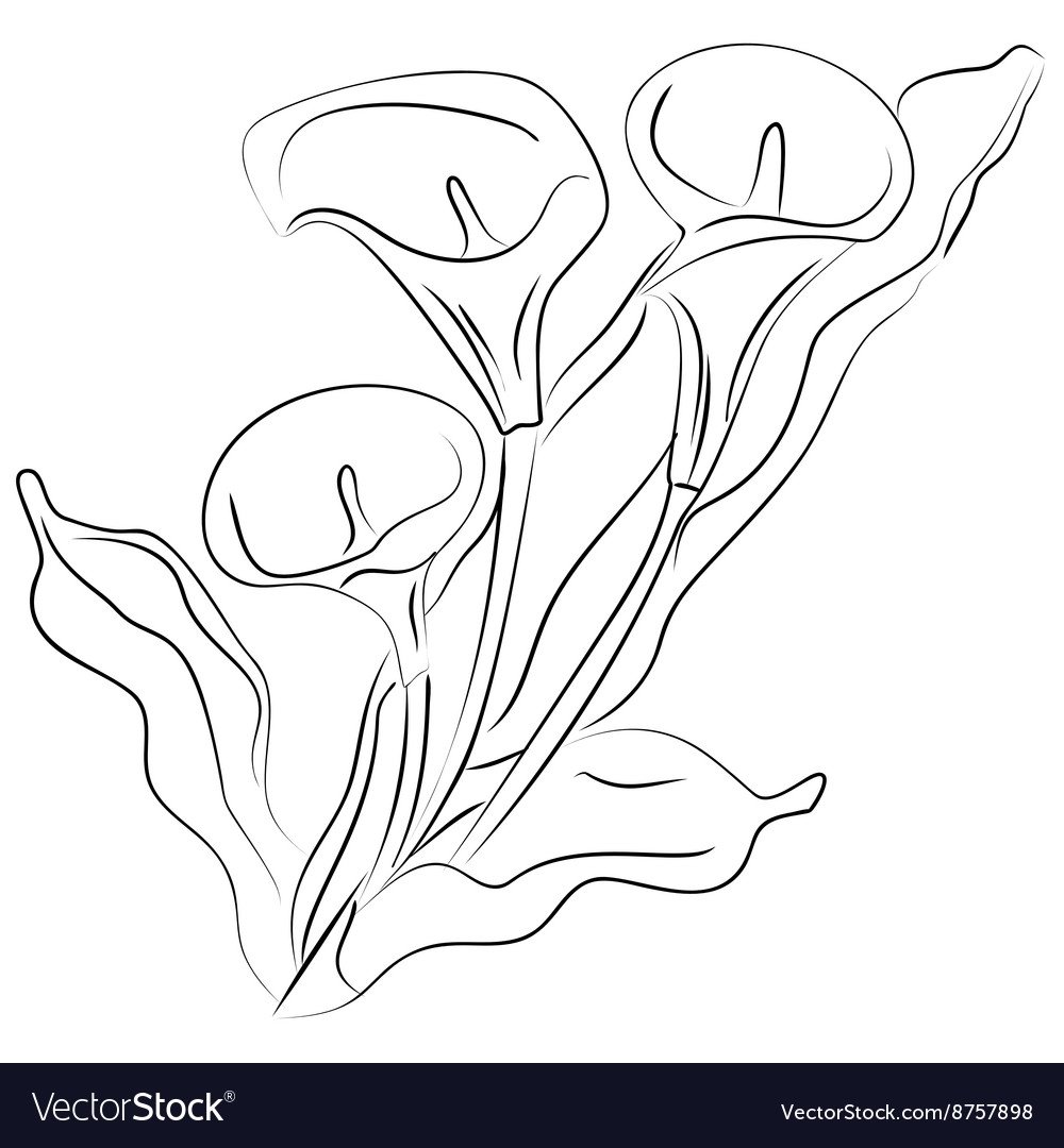 Раскраска цветы каллы