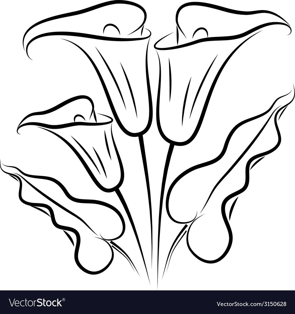 Раскраска цветы каллы