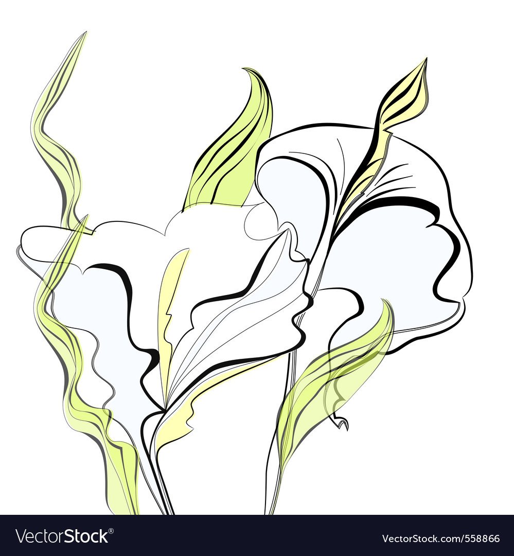 Цветы каллы вектор
