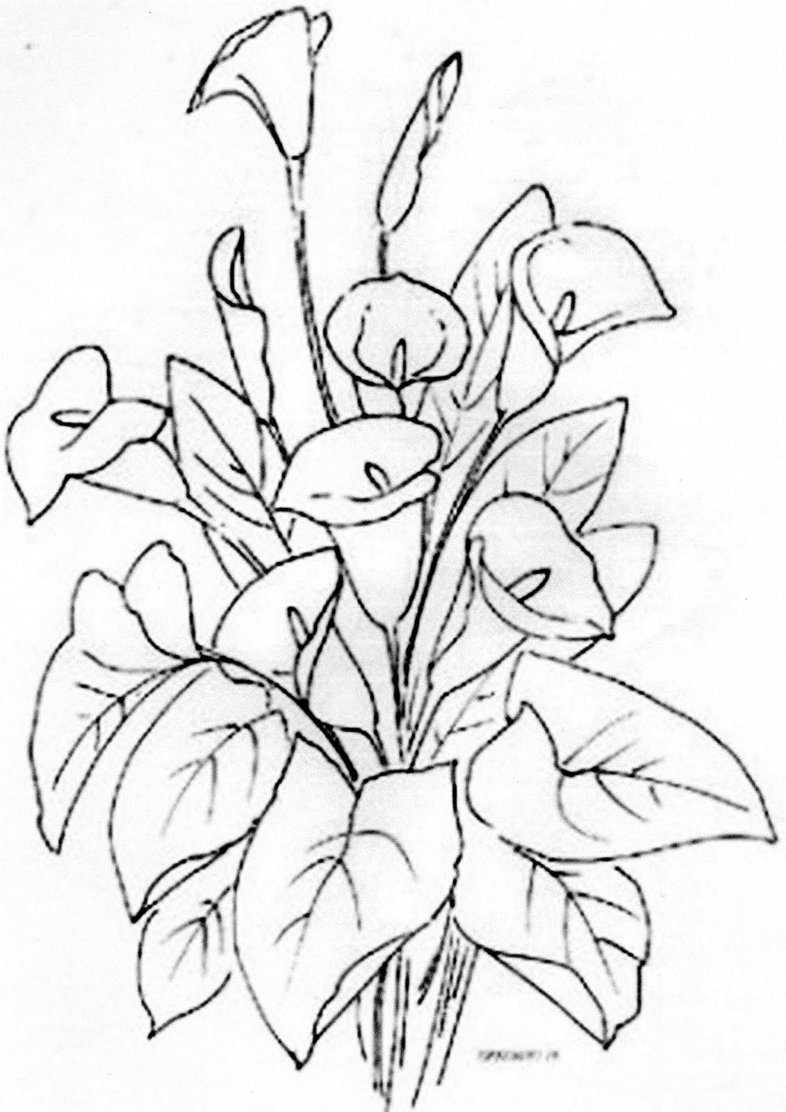 Раскраска цветы каллы