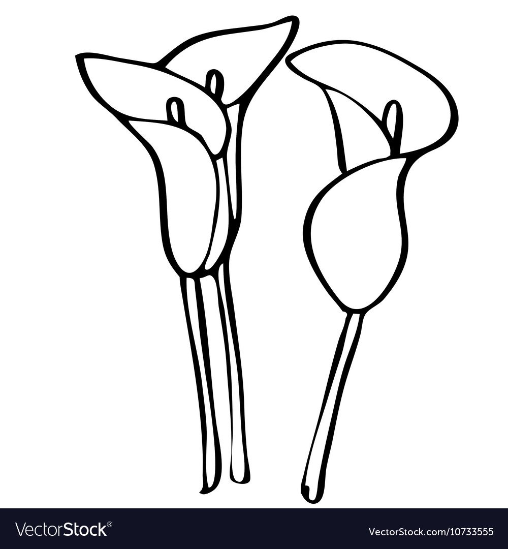 Нарисовать каллы