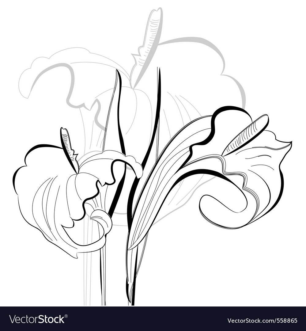 Стилизованный цветок Калла