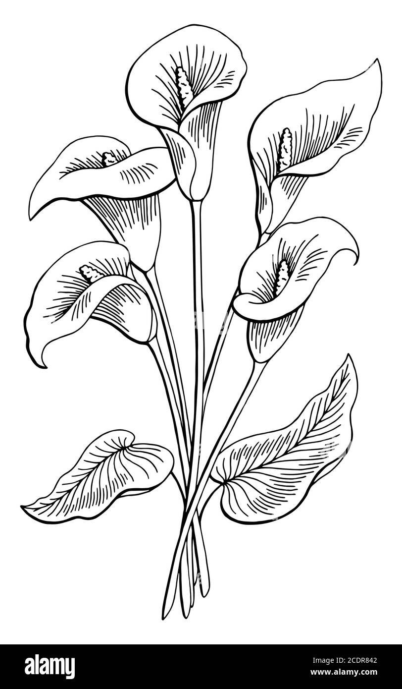 Раскраска цветы каллы