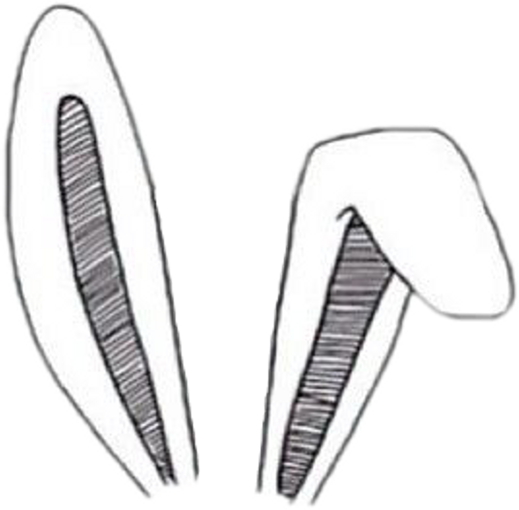 Заячьи уши трафарет