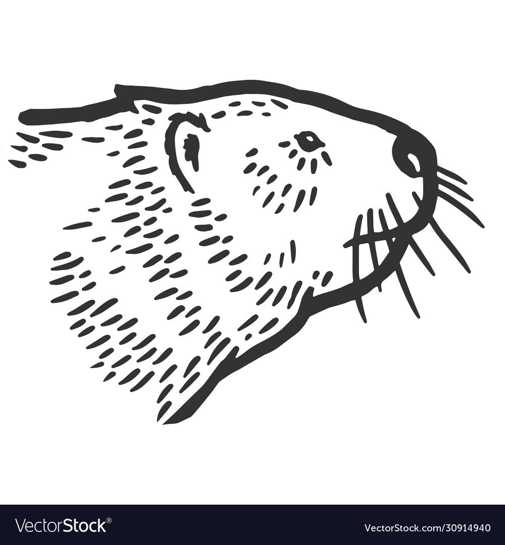 Рисунок бобра карандашом