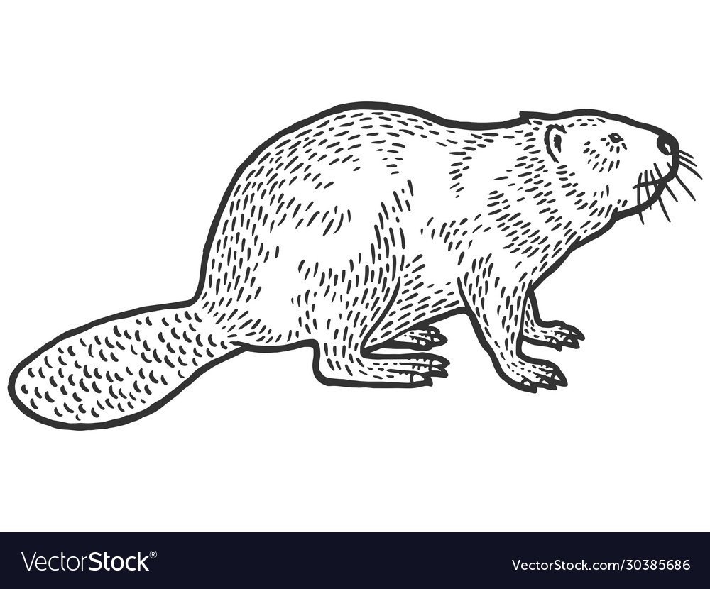 Силуэт головы медведя