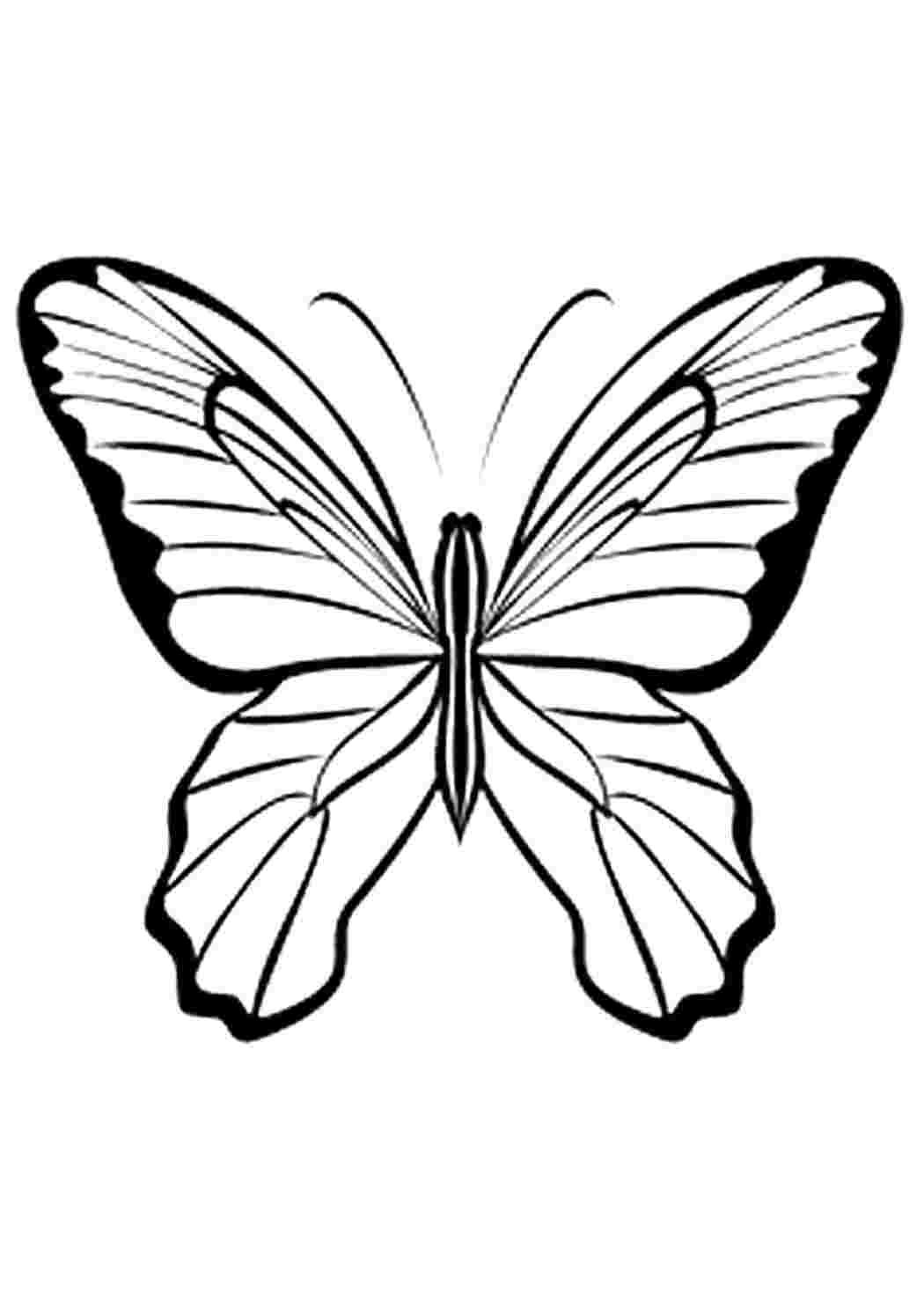 Бабочка раскраска трафарет