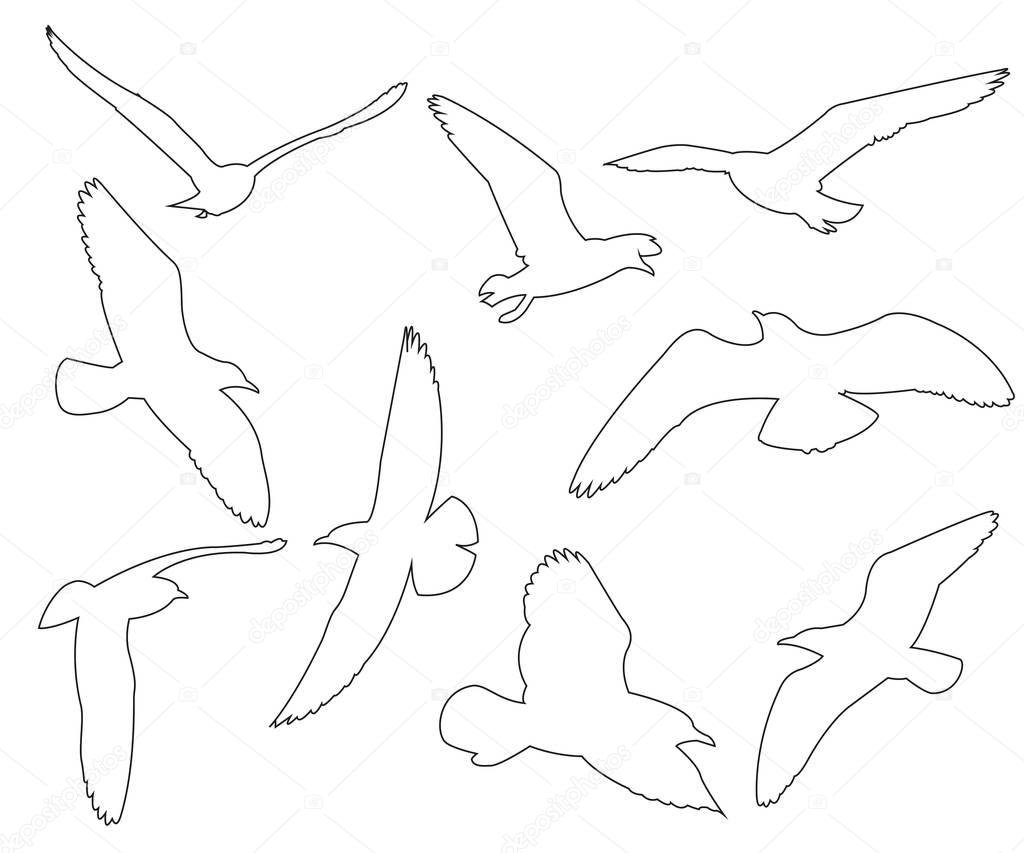 Чайка галочка