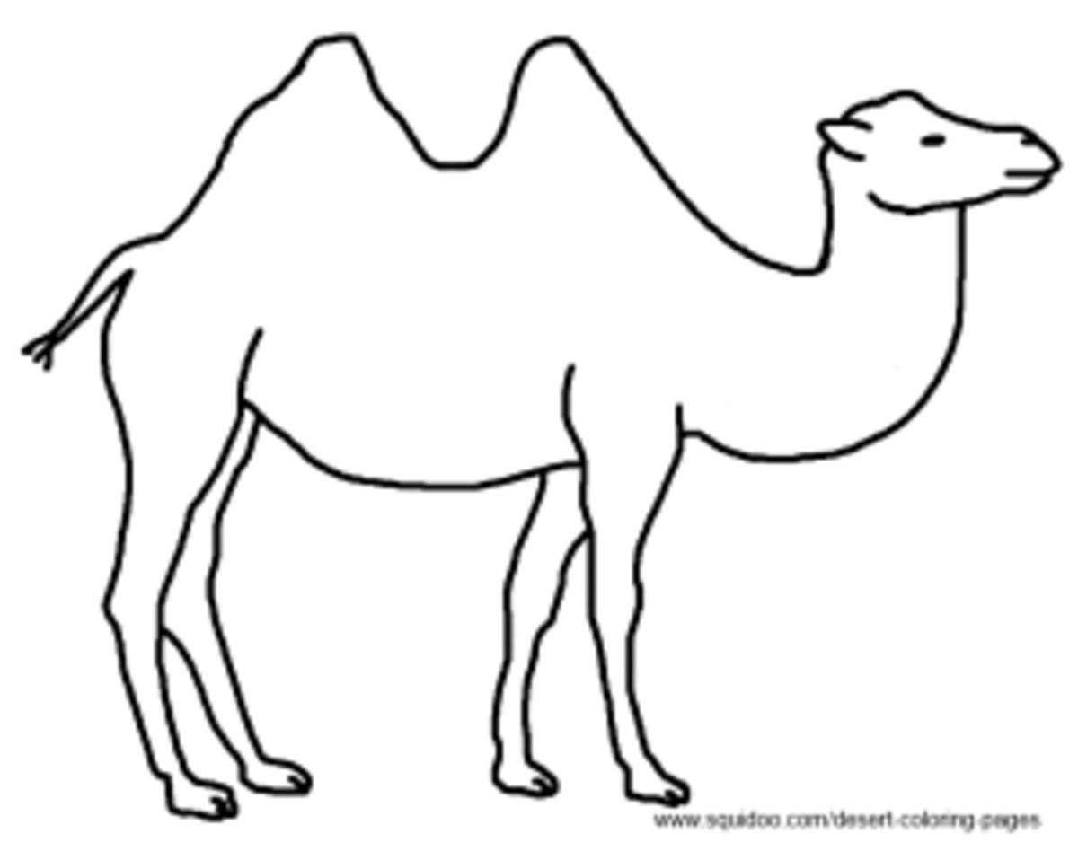 Верблюд шаблон