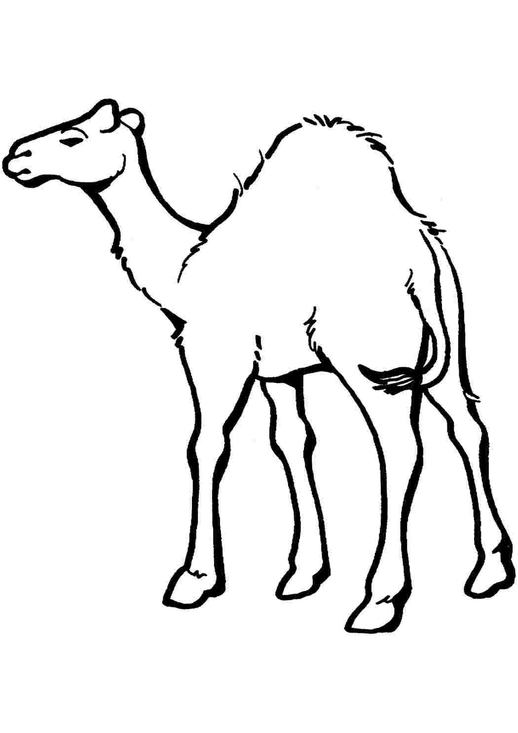Верблюд рисунок