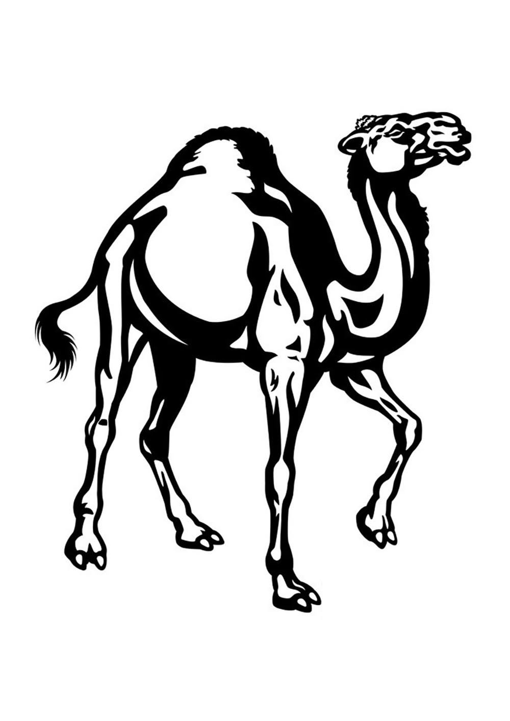 Верблюд в графике