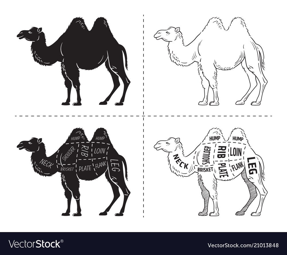 Верблюды черчения