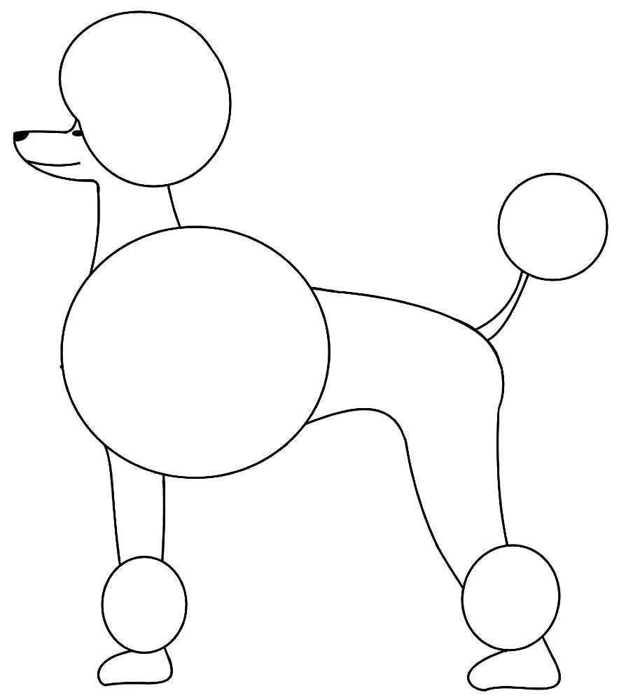 Раскраска собачка пудель