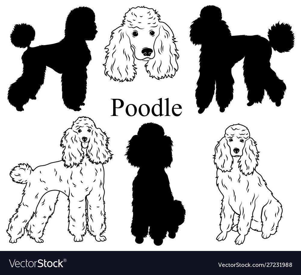 Силуэт пуделя