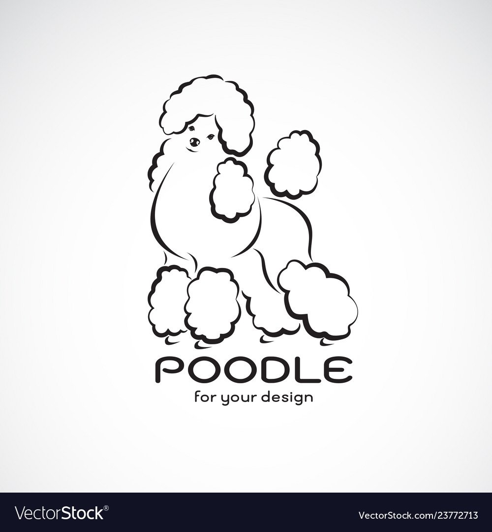 Кокер пудель собака смешные