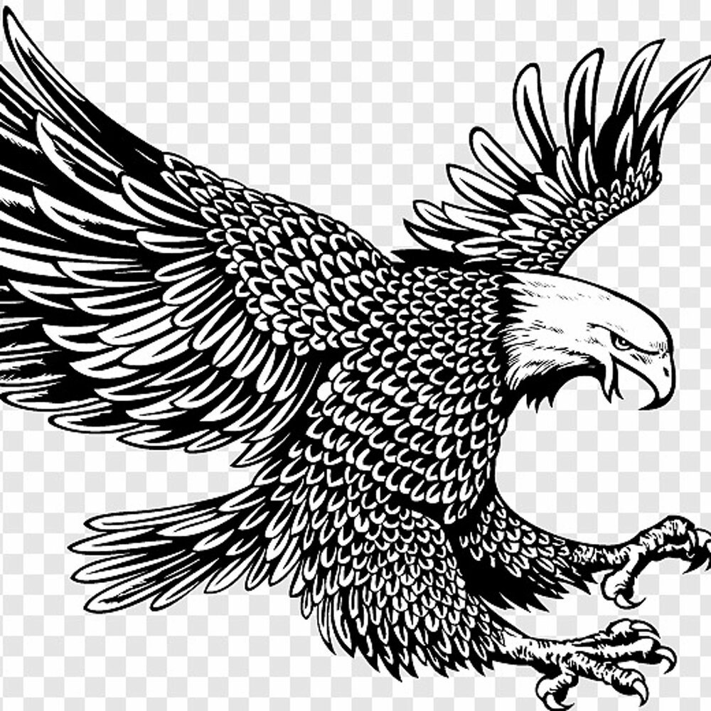 Орел Графика