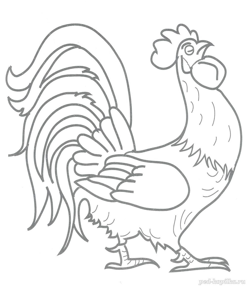 Раскраска хвост петуха для детей