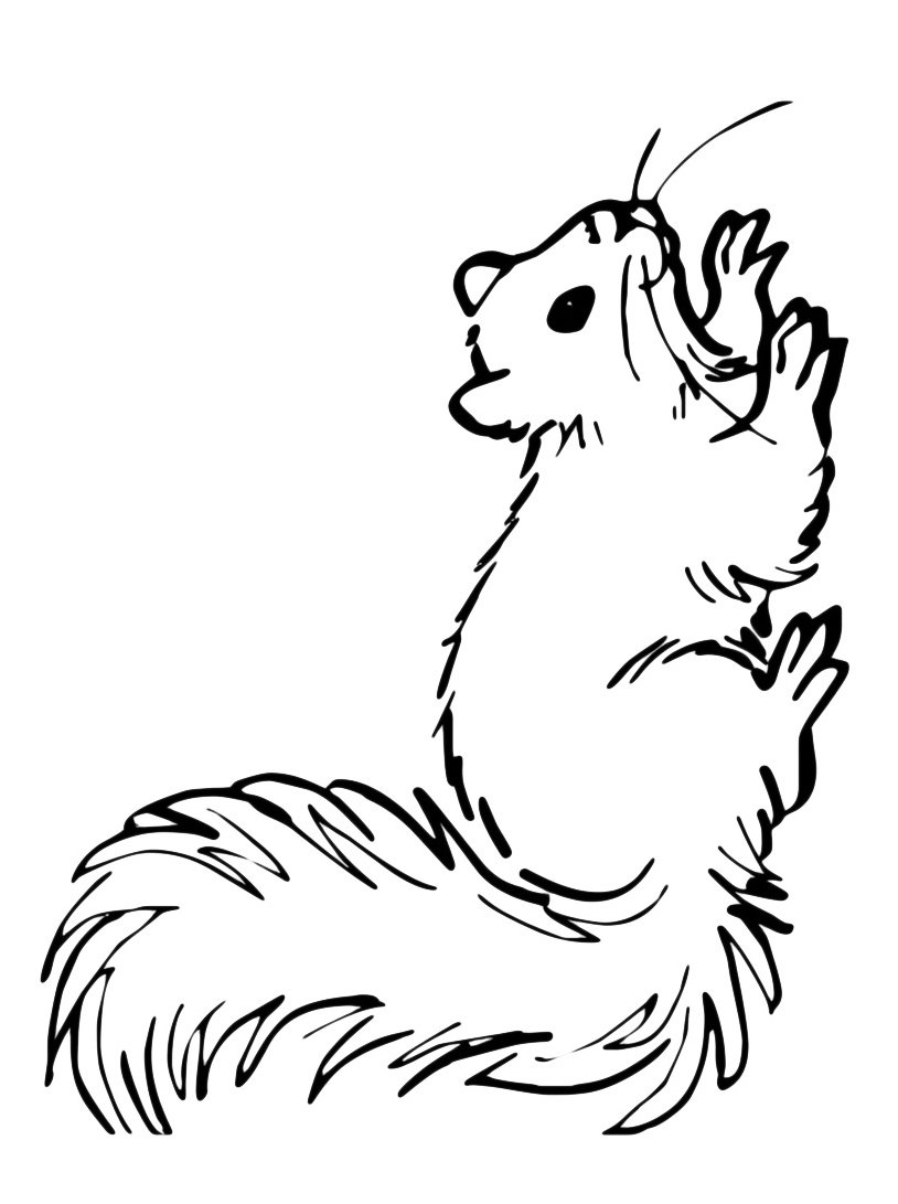 Раскраска Белочка
