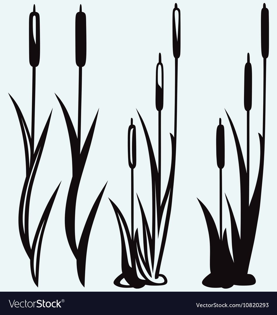 Трафарет камыша для покраски