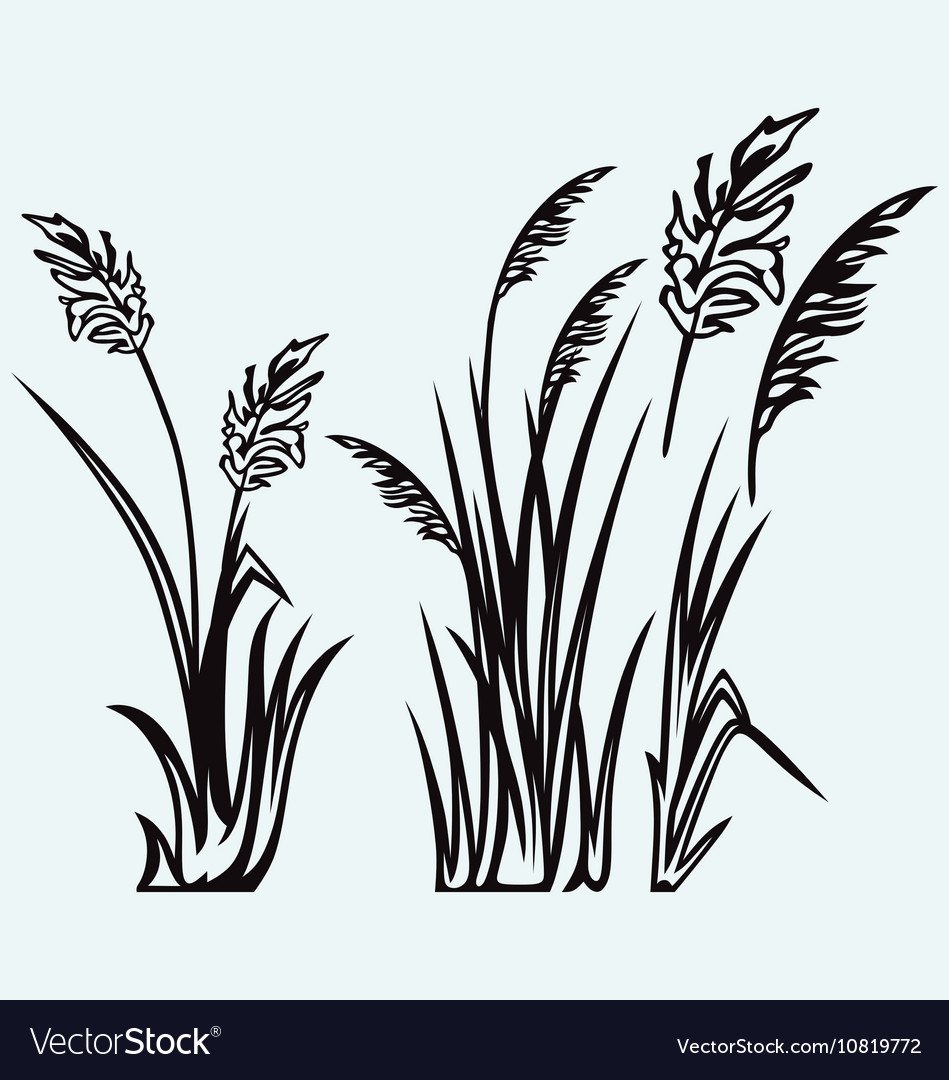 Трафарет камыша для покраски