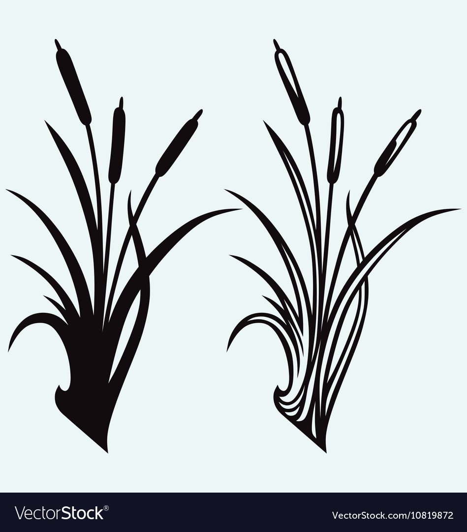 Камыши силуэт