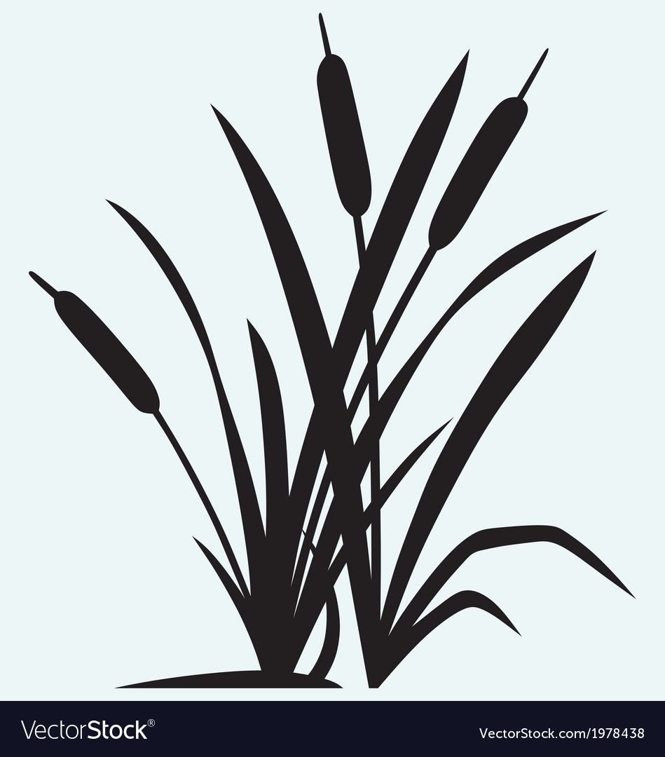 Тростник вектор