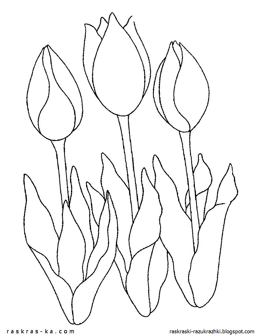 Тюльпан Шренка