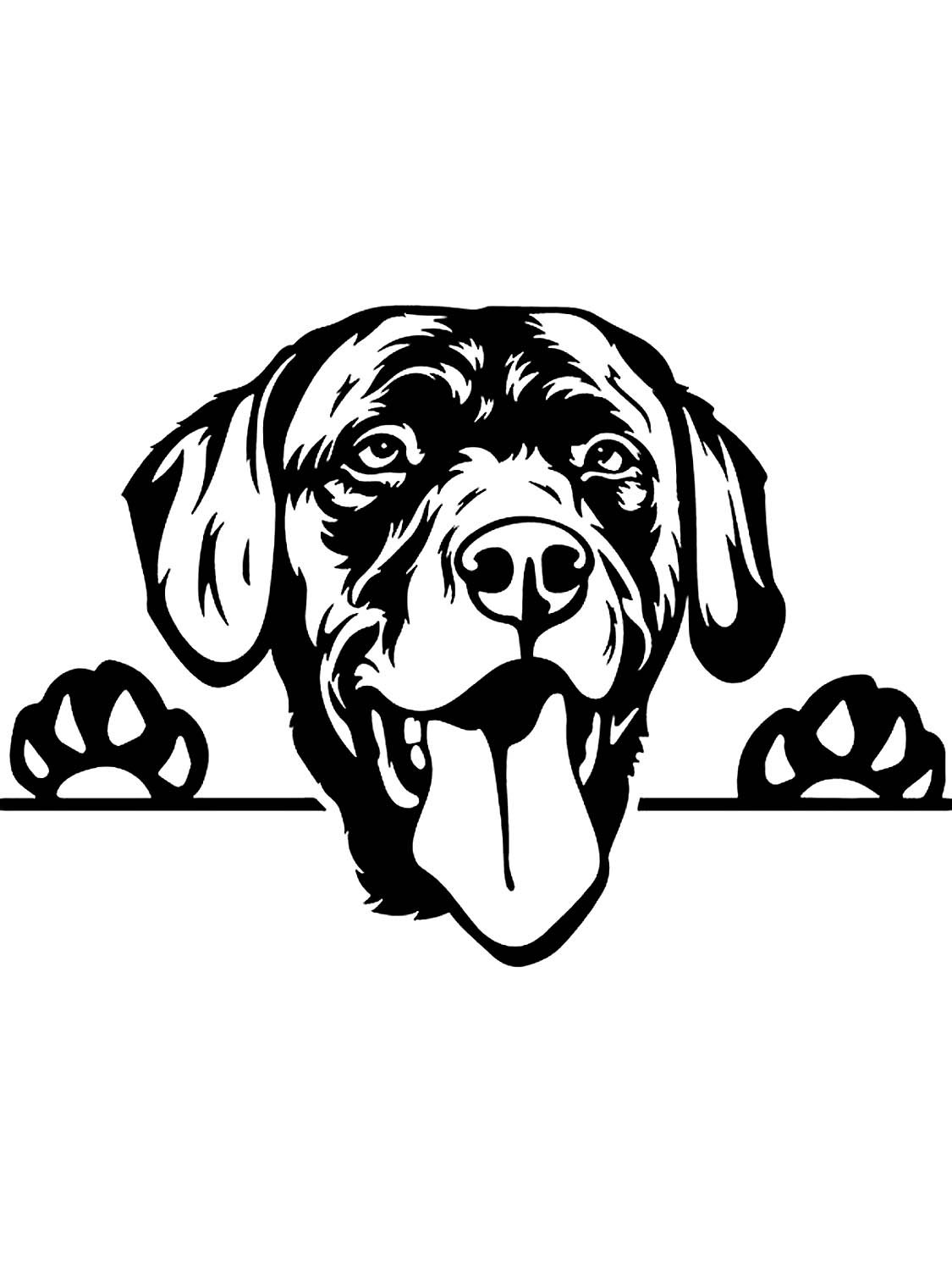 Лабрадор СВГ