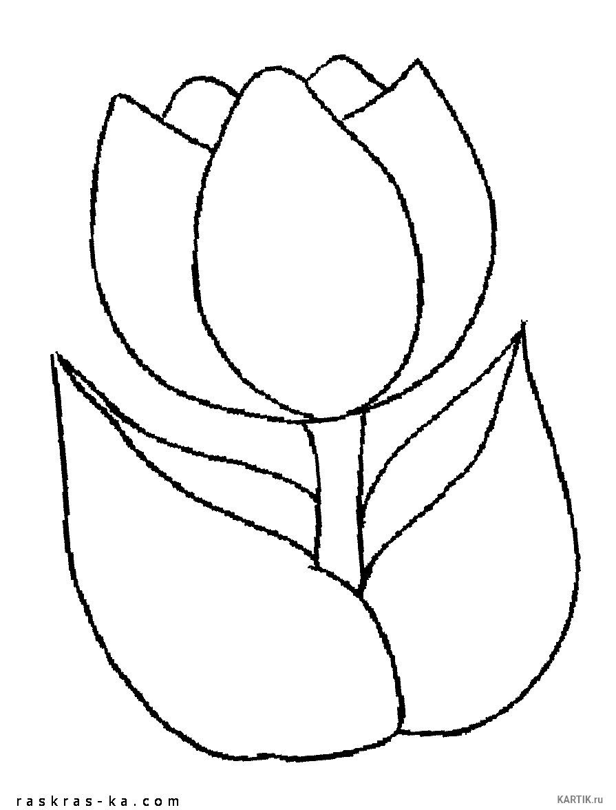 Тюльпаны для открытки шаблон