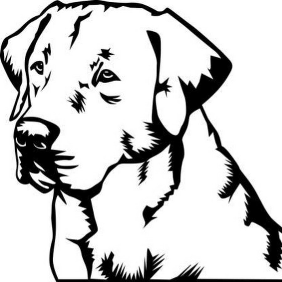 Лабрадор ретривер силуэт