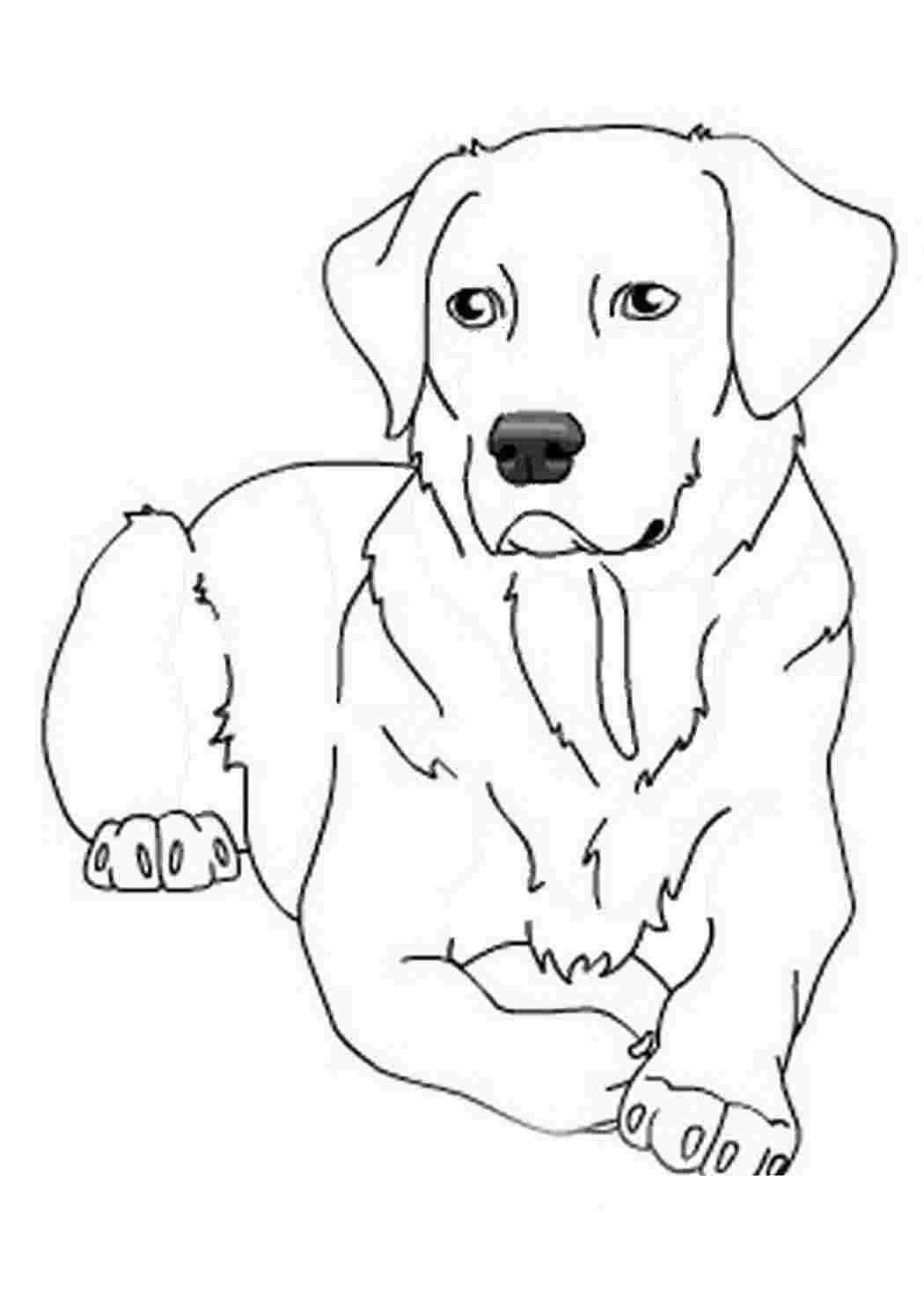 Трафарет лабрадора