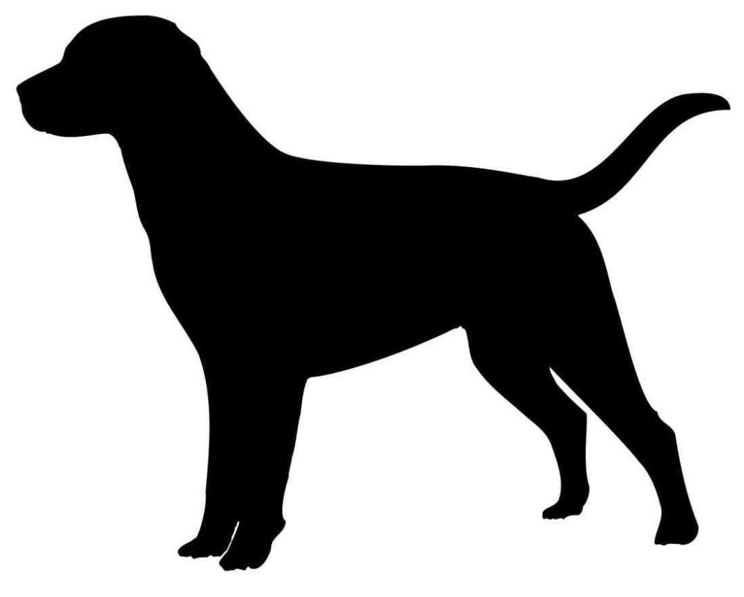 Лабрадор ретривер контур