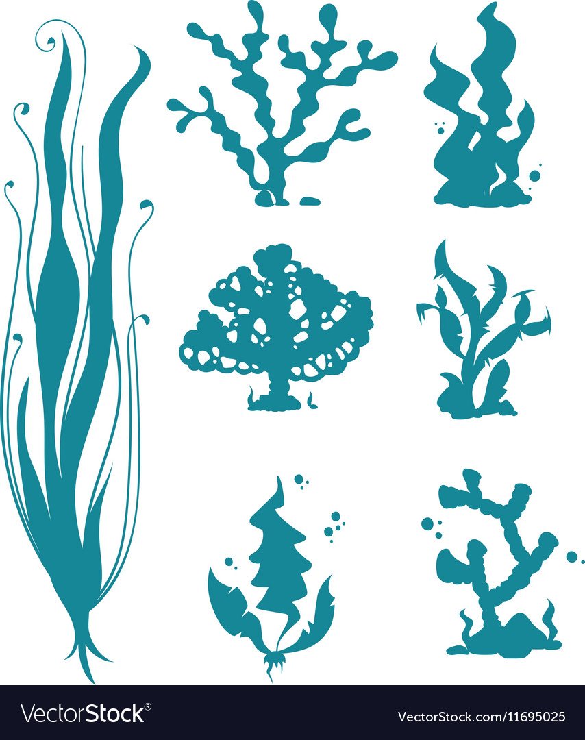 Раскраска морские водоросли