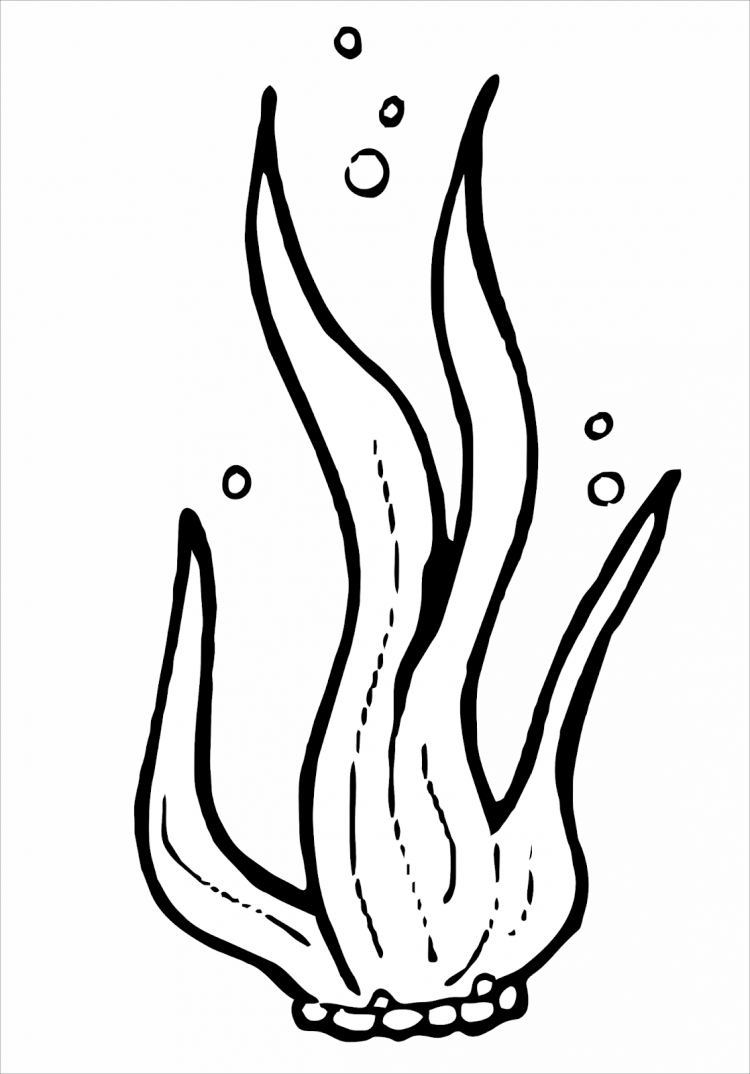 Водоросли вектор