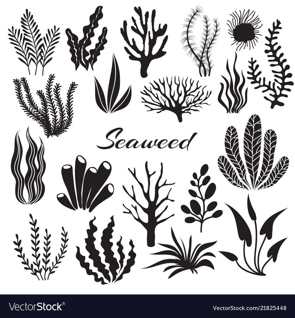 Водоросли силуэт