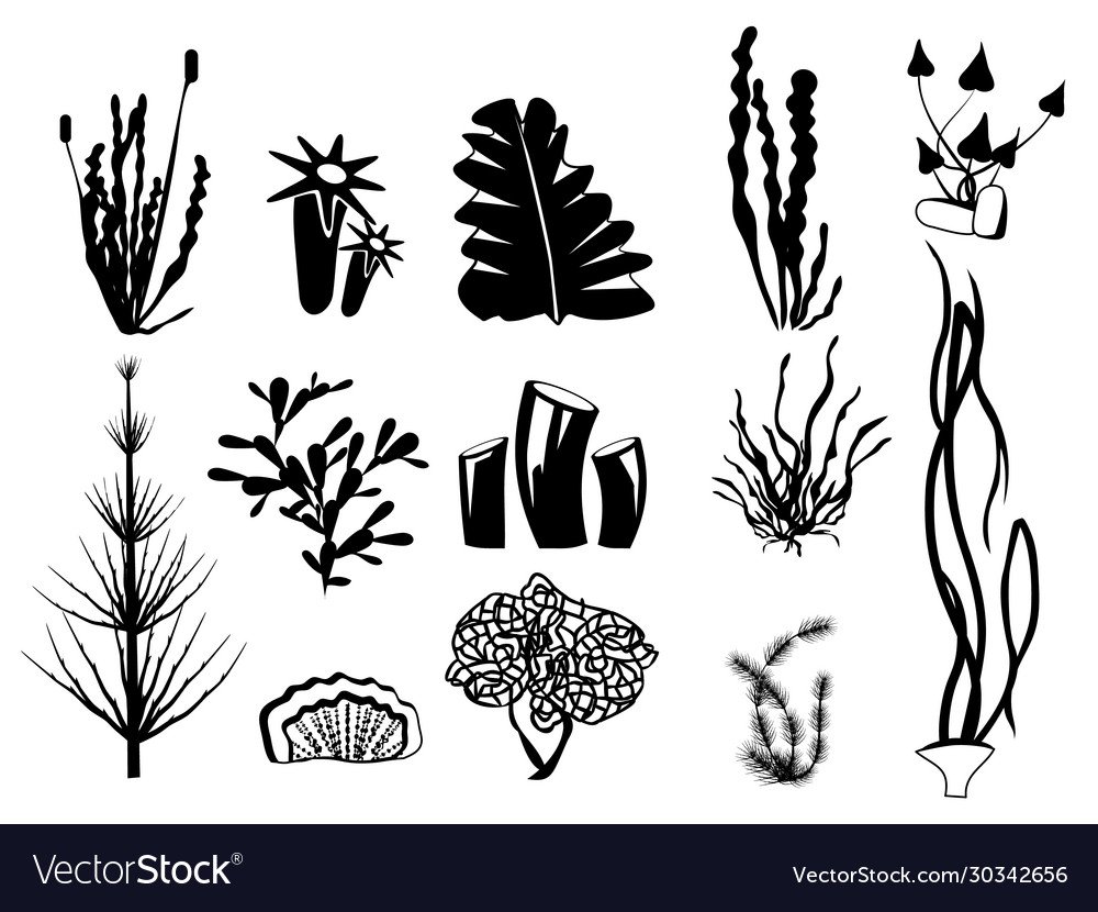 Водоросли вектор