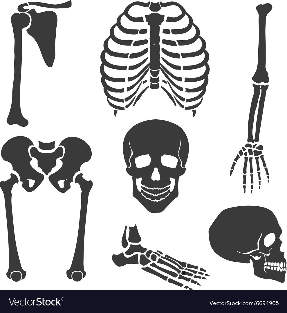 Кости скелета для костюма